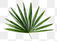 Fan palm leaf png sticker, botanical, transparent background