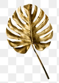 Golden monstera leaf png sticker, botanical, transparent background