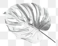 Silver Monstera leaf png sticker, botanical, transparent background