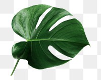 Monstera leaf png sticker, botanical, transparent background