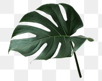 Monstera leaf png sticker, botanical, transparent background