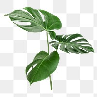 Monstera tropical leaf png sticker, botanical, transparent background