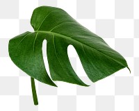 Monstera tropical leaf png sticker, botanical, transparent background