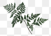 Green leatherleaf fern png sticker, botanical, transparent background