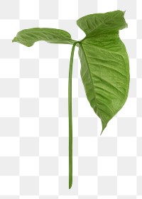Tropical Alocasia leaf png sticker, botanical, transparent background