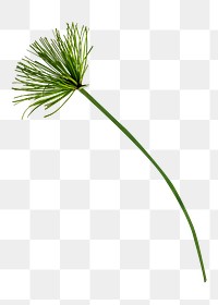 Papyrus branch png sticker, botanical, transparent background