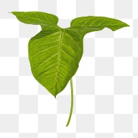 Tropical Alocasia leaf png sticker, botanical, transparent background