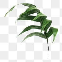 Doryopteris nobilis leaf png sticker, botanical, transparent background