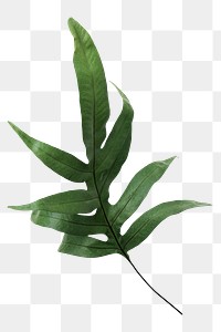 Doryopteris nobilis leaf png sticker, botanical, transparent background
