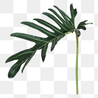 Philodendron xanadu leaf png sticker, botanical, transparent background