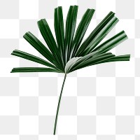 Fan palm leaf png sticker, botanical, transparent background