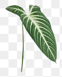 Tropical Alocasia leaf png sticker, botanical, transparent background