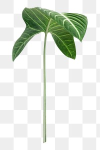 Tropical Alocasia leaf png sticker, botanical, transparent background