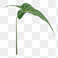 Tropical Alocasia leaf png sticker, botanical, transparent background