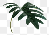 Philodendron xanadu leaf png sticker, botanical, transparent background