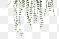 Angel vine plant png  border, transparent background