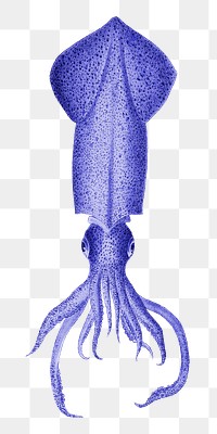 Blue squid png sticker, transparent background