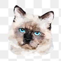 Ragdoll cat png sticker, transparent background