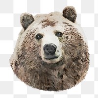 Grizzly bear png sticker, transparent background