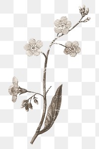 Vintage flower branch png sticker, transparent background