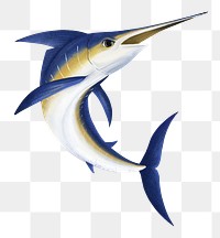 Marlin fish png sticker, animal illustration, transparent background