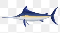 Marlin fish png sticker, animal illustration, transparent background