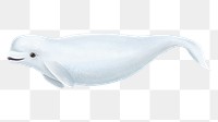 Cute beluga whale png sticker, animal illustration, transparent background