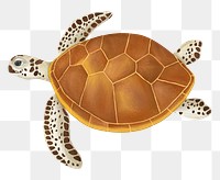 Sea turtle png sticker, animal illustration, transparent background