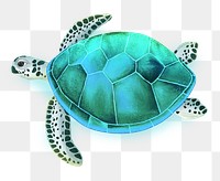 Sea turtle png sticker, animal illustration, transparent background