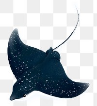 Cute stingray png sticker, animal illustration, transparent background