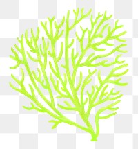 Green coral png sticker, nature illustration, transparent background