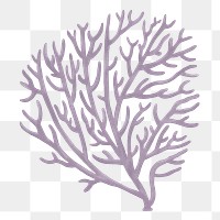 Bleached coral png sticker, nature illustration, transparent background