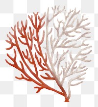 Bleached coral png sticker, nature illustration, transparent background