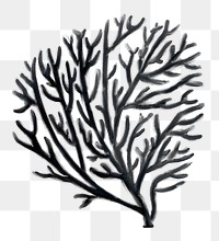 Black coral png sticker, nature illustration, transparent background