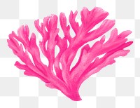 Pink coral png sticker, nature illustration, transparent background