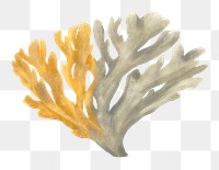 Bleached coral png sticker, nature illustration, transparent background