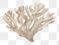 Bleached coral png sticker, nature illustration, transparent background