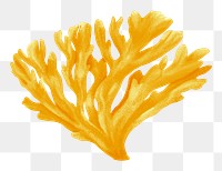 Yellow coral png sticker, nature illustration, transparent background