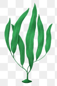 Green ocean plant png sticker, nature illustration, transparent background