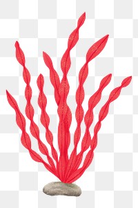 Red algae png sticker, nature illustration, transparent background