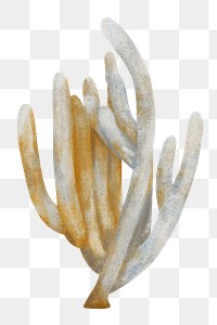 Bleached coral png sticker, nature illustration, transparent background