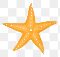 Orange starfish png sticker, animal illustration, transparent background