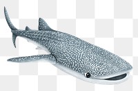 Whale shark png sticker, animal illustration, transparent background