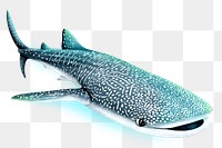 Whale shark png sticker, animal illustration, transparent background