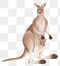 Mother kangaroo png sticker, animal illustration, transparent background