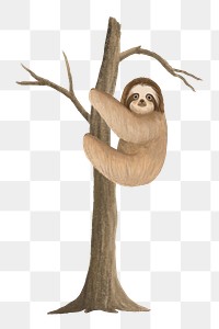 Sloth on tree png sticker, animal illustration, transparent background