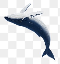 Humpback whale png sticker, animal illustration, transparent background