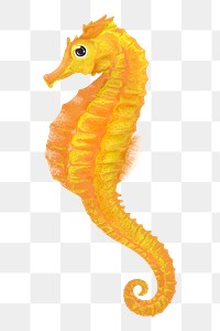 Yellow seahorse png sticker, animal illustration, transparent background