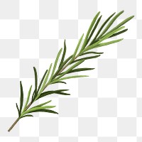 Rosemary herb png sticker, healthy food, transparent background