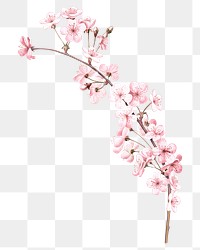 Cherry blossom branch flower png element, transparent background